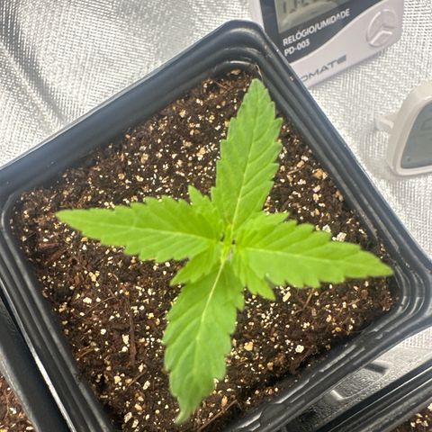 Ak 47 3 growlog timeline photo