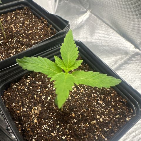 Ak 47 3 growlog timeline photo