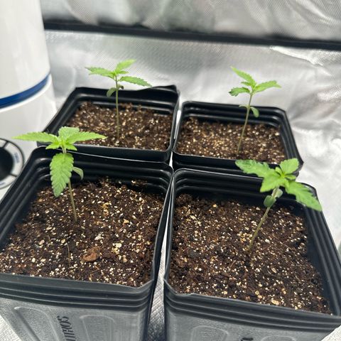 Ak 47 3 growlog timeline photo