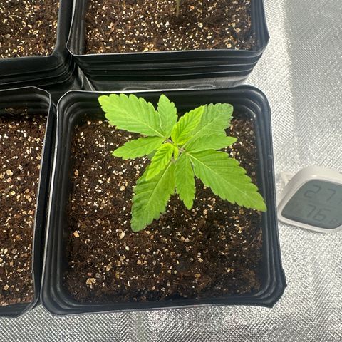 24k gold growlog timeline photo