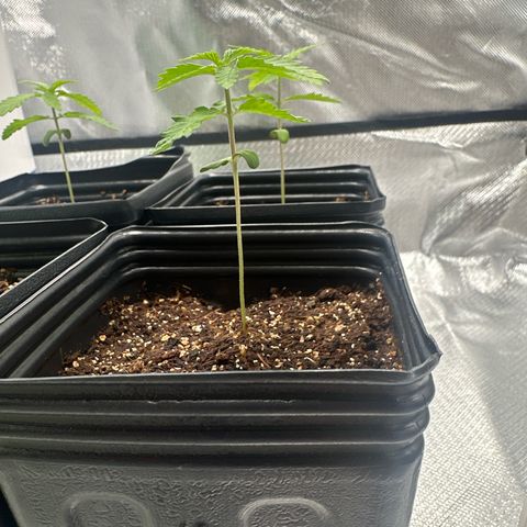 24k gold growlog timeline photo