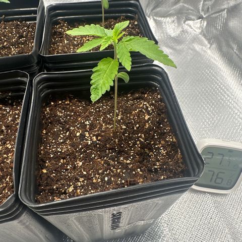 24k gold growlog timeline photo