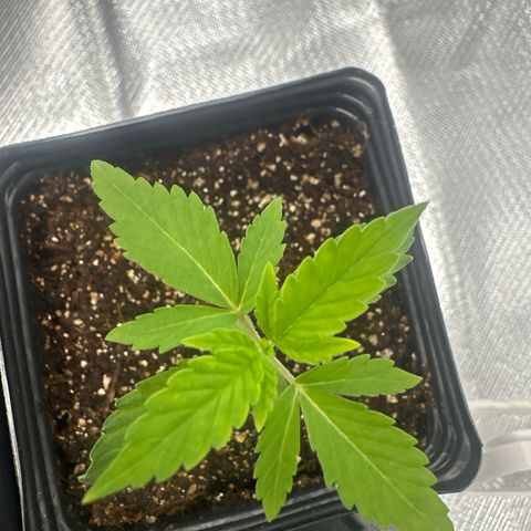 Ak 47 3 growlog timeline photo