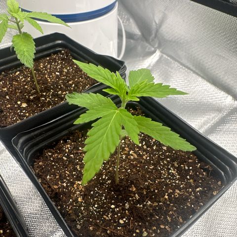 Ak 47 3 growlog timeline photo