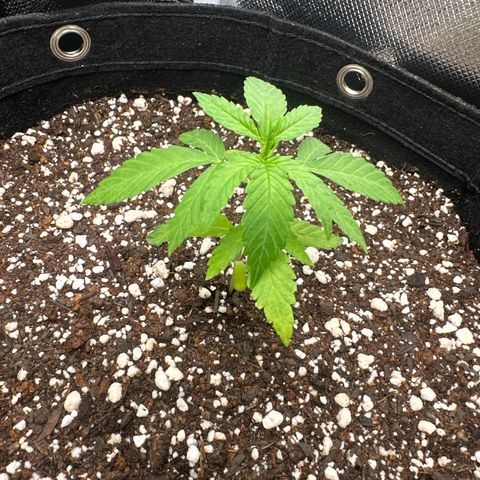 Ak 47 3 growlog timeline photo