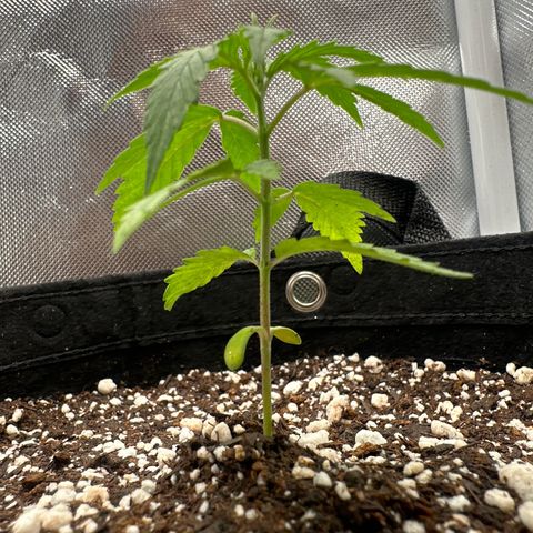 Ak 47 3 growlog timeline photo