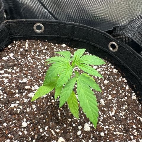 Ak 47 3 growlog timeline photo