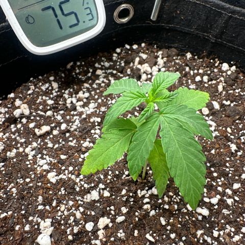 24k gold growlog timeline photo