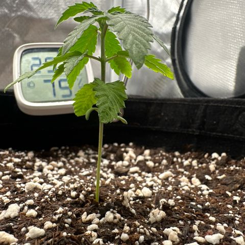 24k gold growlog timeline photo