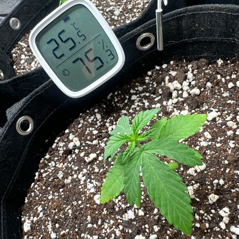 24k gold growlog timeline photo