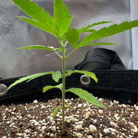 Ak 47 3 growlog timeline photo