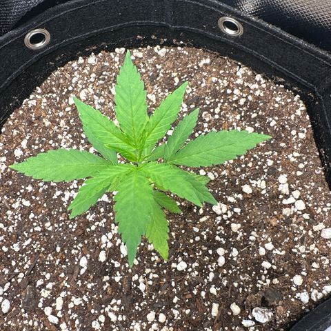 Ak 47 3 growlog timeline photo