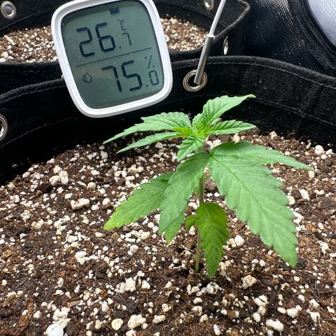 24k gold growlog timeline photo