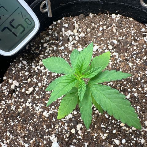 24k gold growlog timeline photo