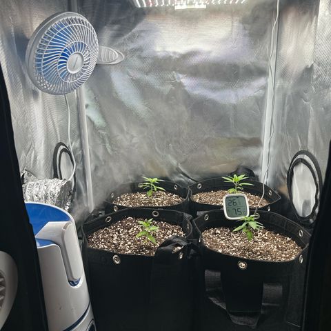 24k gold growlog timeline photo