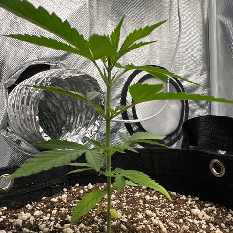 Ak 47 3 growlog timeline photo