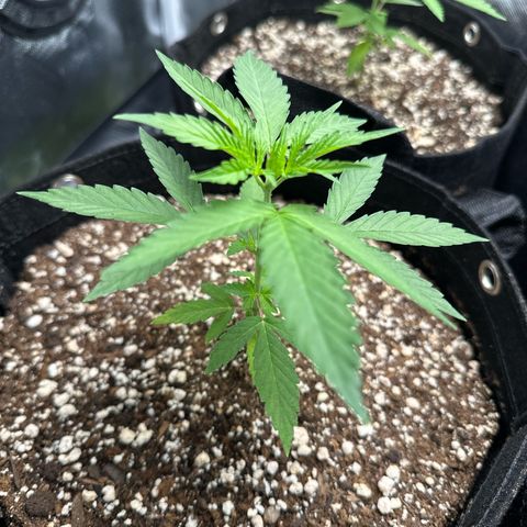 Ak 47 3 growlog timeline photo
