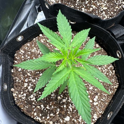 Ak 47 3 growlog timeline photo