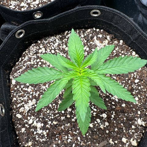 24k gold growlog timeline photo
