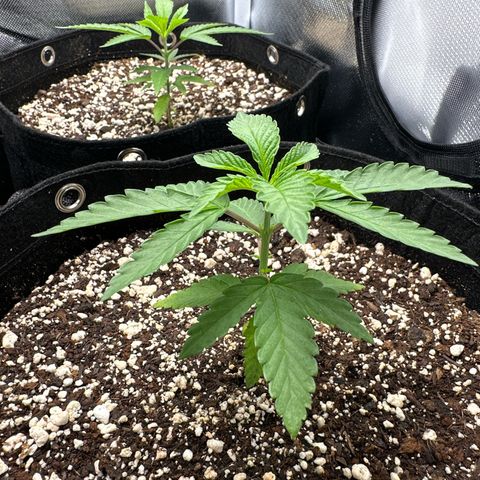24k gold growlog timeline photo