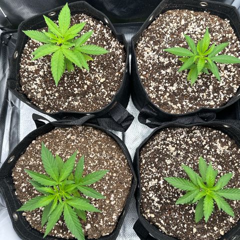 Ak 47 3 growlog timeline photo