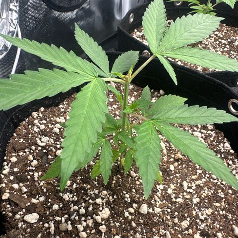 Ak 47 3 growlog photo: Poda top 