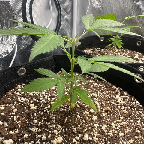 Ak 47 3 growlog photo: Poda top 