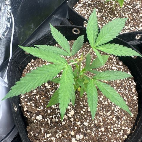 Ak 47 3 growlog photo: Poda top 
