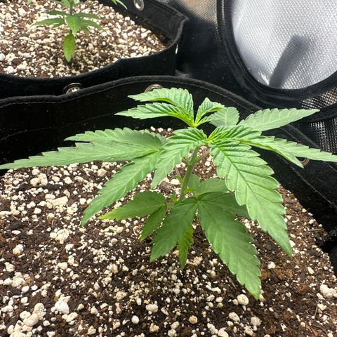 24k gold growlog timeline photo