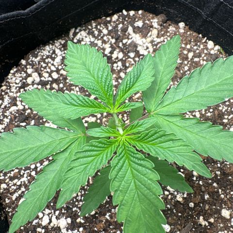 24k gold growlog timeline photo