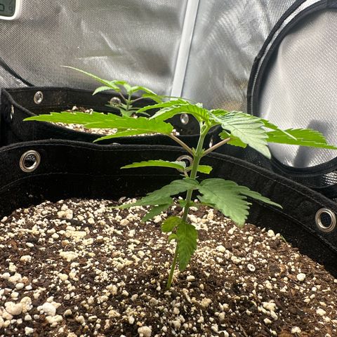 24k gold growlog timeline photo