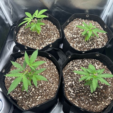 Ak 47 3 growlog timeline photo