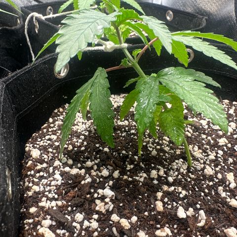 24k gold growlog timeline photo