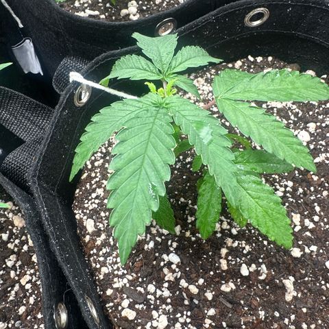 24k gold growlog timeline photo