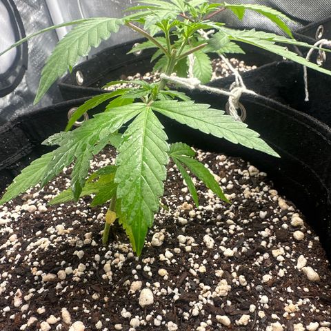 Ak 47 3 growlog timeline photo