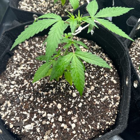 Ak 47 3 growlog timeline photo