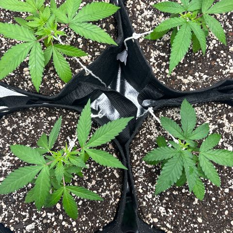 Ak 47 3 growlog timeline photo