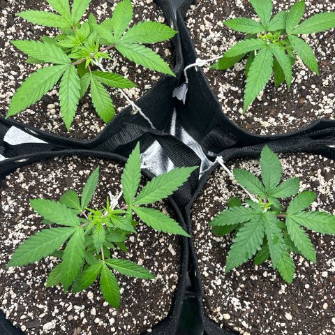 Ak 47 3 growlog timeline photo