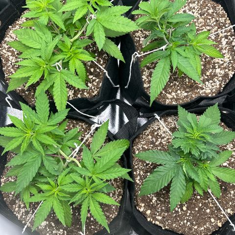 Ak 47 3 growlog timeline photo
