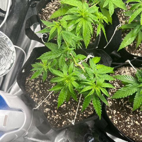 Ak 47 3 growlog timeline photo