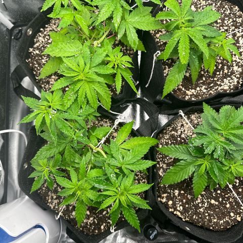 Ak 47 3 growlog timeline photo
