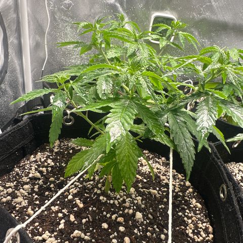 Ak 47 3 growlog timeline photo