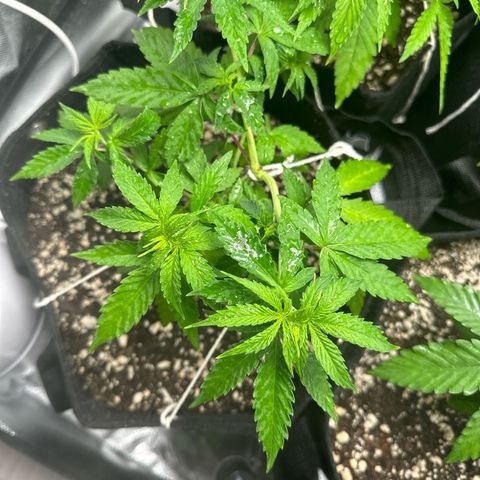 Ak 47 3 growlog timeline photo