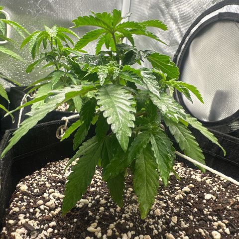 24k gold growlog timeline photo