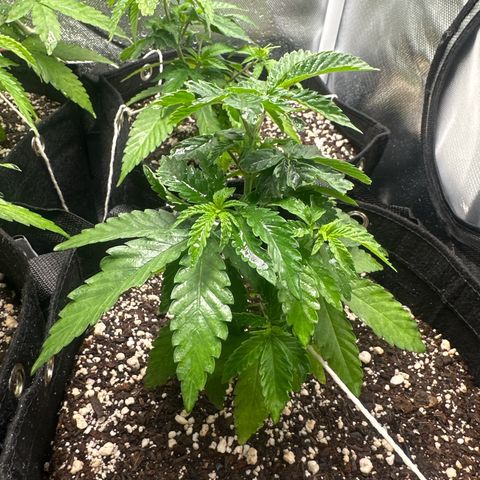 24k gold growlog timeline photo