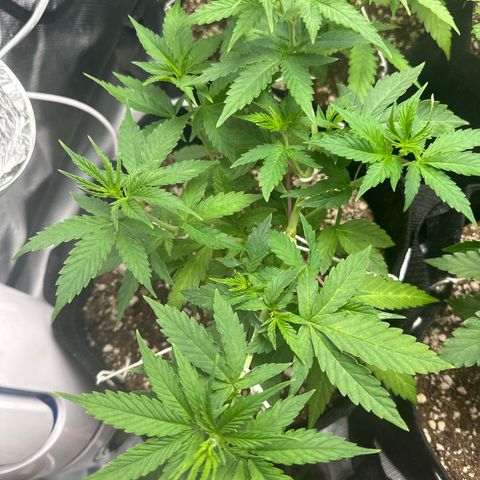 Ak 47 3 growlog timeline photo