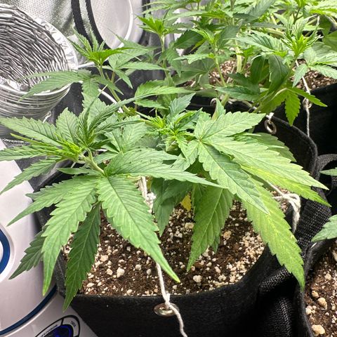 Ak 47 3 growlog timeline photo