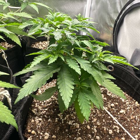 24k gold growlog timeline photo