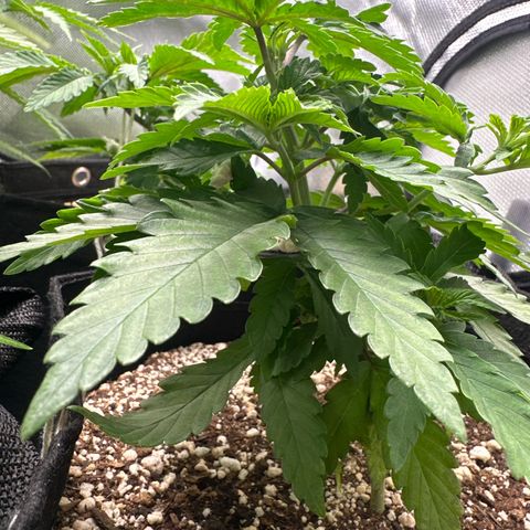24k gold growlog timeline photo