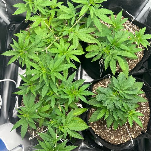Ak 47 3 growlog timeline photo